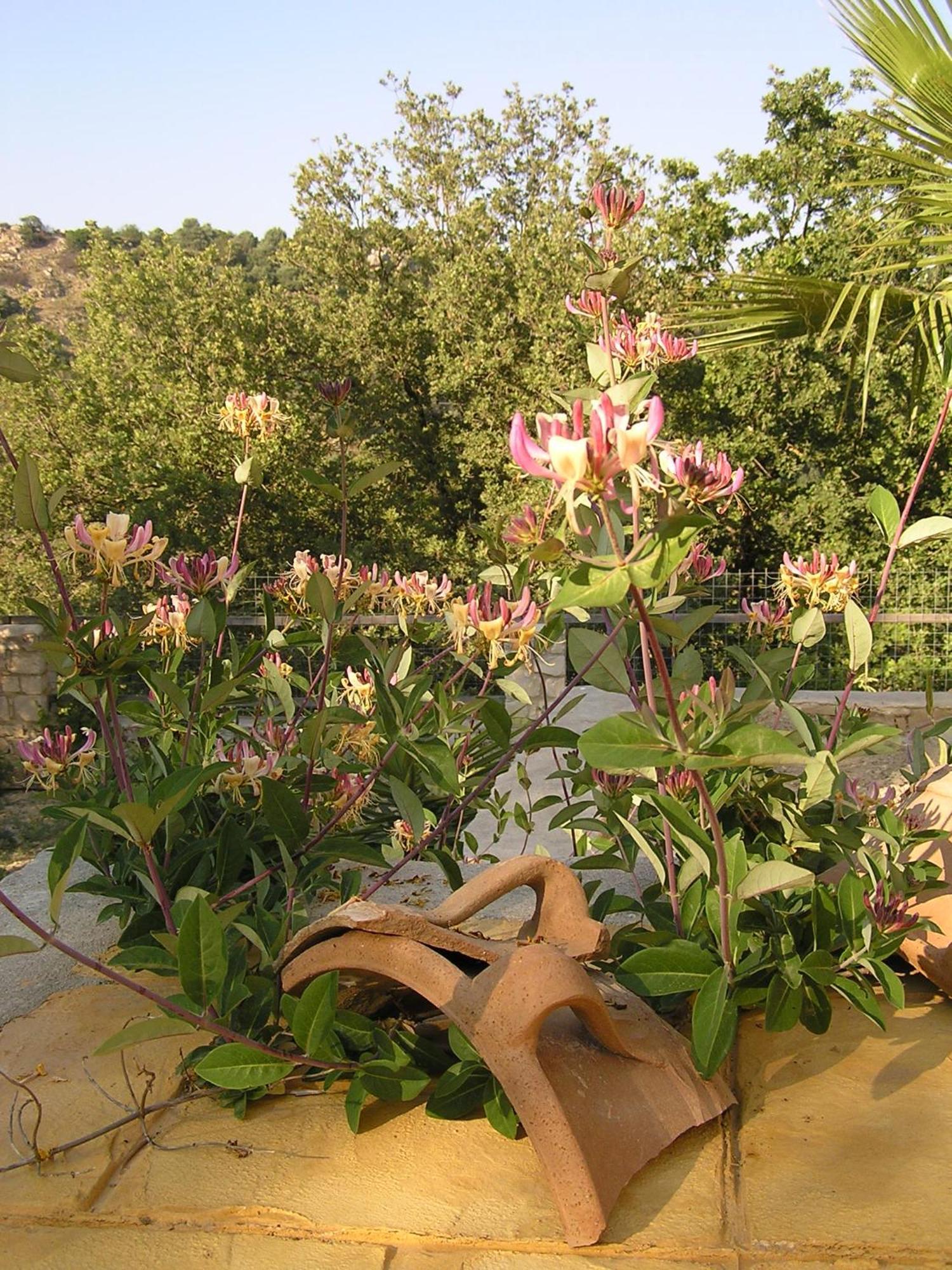 Stratos Villas Kaloniktis Habitación foto